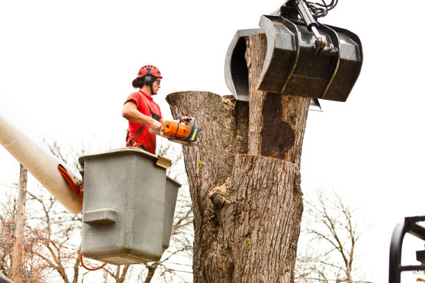 Best Utility Line Clearance  in Newark, TX